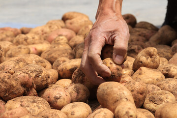 Photograph of hands of unknown person picking freshly harvested potatoes. Concept of food.