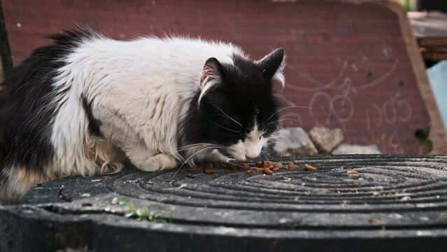Close view of a stray black and white cat eating on a manhole, blurred graffiti in the background.. Stray cat outdoor in slow motion. Lonely abandoned animals.