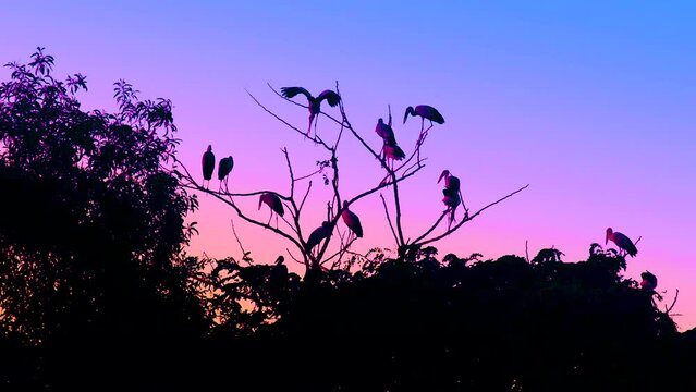 Migratory birds resting on tree at forest in vivid twilight dusk sky. Stork or crane species. Static wide silhouette shot