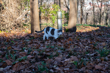 A wild cat walks in the park in autumn