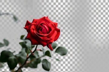 Eternal Love: Symbolism of the Red Rose - obrazy, fototapety, plakaty