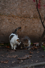 Two street cats in the autumn field