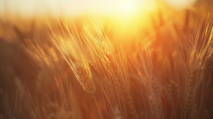 Golden Hour Wheat Field