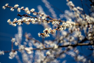 Fruit trees bloom in spring.