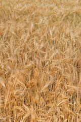 Vertical shot of a ripe wheat field ready for harvest