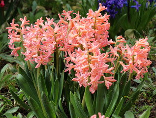Hyacinths are blooming in the garden