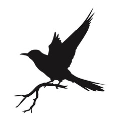 Fototapeta premium Bird training Silhouette