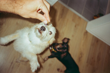 Playing with two dogs  at home