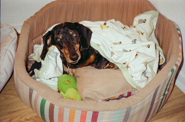 Cute dog laying in cozy pet bed 