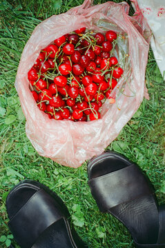 Plastic bag with cherries on the grass shot with flash 
