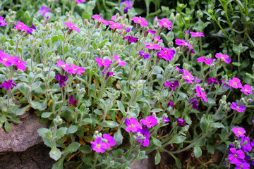 Aubrieta blooms in a flower bed in the garden