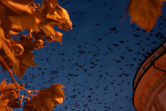 Huge flock of black birds flying in the evening