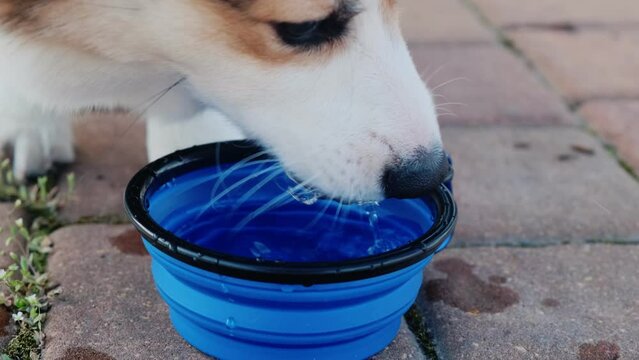 Pembroke Welsh Corgi puppy drinks from a collapsible silicone hiking bowl. A walk on a sunny day in a city park. Happy little dog. Care concept, animal life
