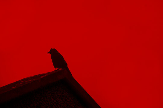 Crow on rooftop