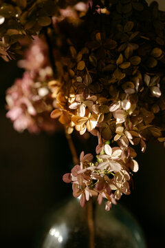 pink dried hydrangea 