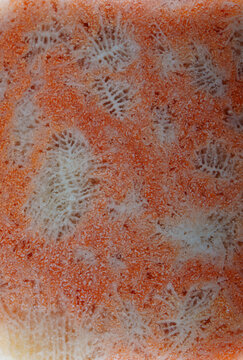 Worms shape pattern of agatized fossil coral