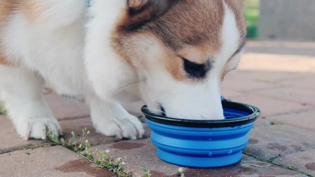 Pembroke Welsh Corgi puppy drinks from a collapsible silicone hiking bowl. A walk on a sunny day in a city park. Happy little dog. Care concept, animal life
