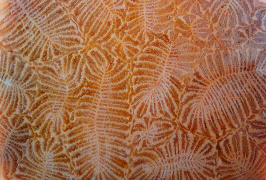 Worms shape pattern of agatized fossil coral