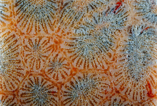 Worms shape pattern of agatized fossil coral