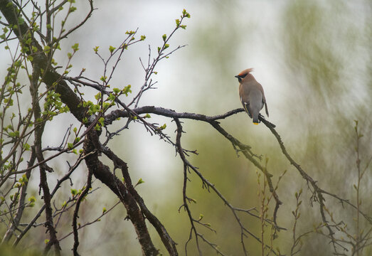 Small bird (bohemian waxwing) perching on a branch in a birch forest