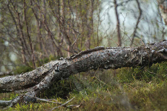 Camouflaged spotted woodpecker working on a tree trunk