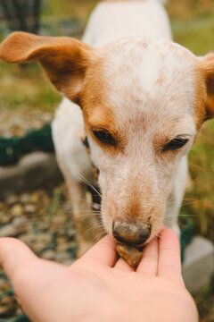 The dog eats food from the hand.