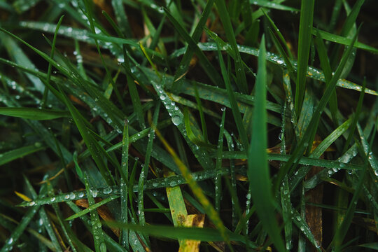 Close up shot grass with dew.