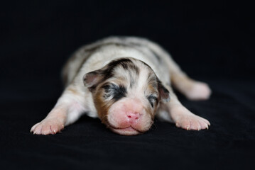 white Australian Shepherd newborn puppie lying and sleeping, closed eyes, black background