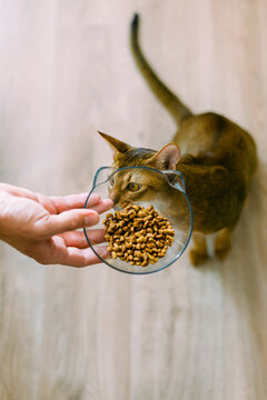 Anonymous male hand feeding the abyssinian cat 