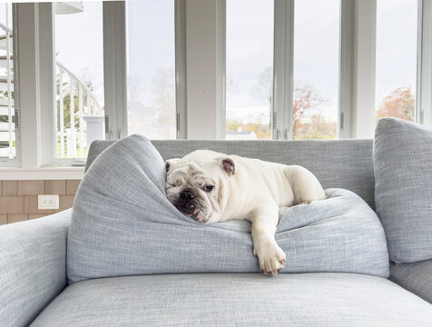 Lazy Bulldog Dog pet portrait naps at home 