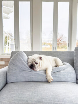 Cute lazy Bulldog Dog pet portrait naps at home 