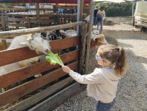 Girl feeding a goat