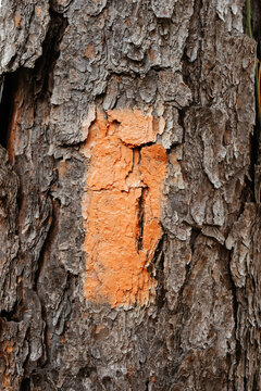 Trail Marker on Tree Trunk