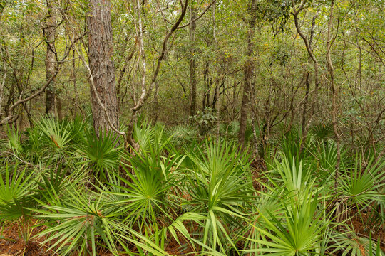 Palmettos Landscape in Blackwater Forest, Florida