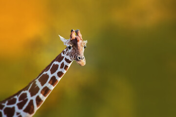 Portrait of isolated curious giraffe.