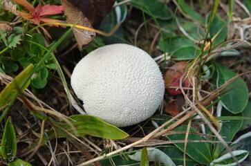 Edible small white puffball mushroom