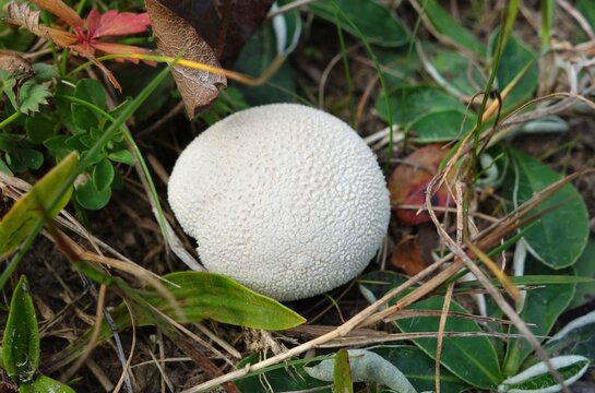 Edible small white puffball mushroom