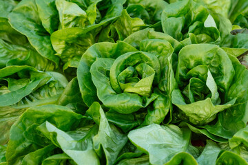 Fresh lettuce closeup