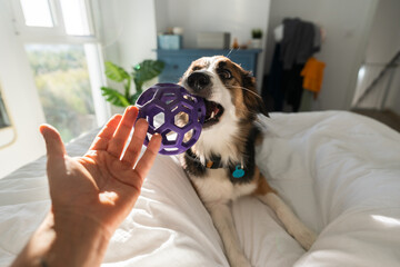 Cute dog playing with toy on the bed at home. Pet care concept