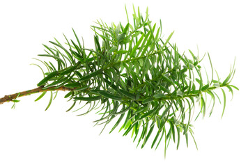 Yew. Bright young branches of a green bush close-up. Yew branches with fresh green leaves. English yew, European yew. png