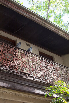 pigeons on a balcony in Inner city terrace house in Sydney