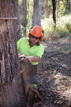 Arborist cutting wedge into tree for felling