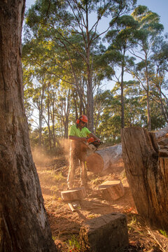 Large tree being cut down in morning light