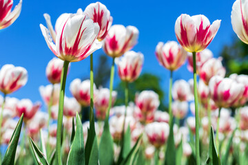 Tulips against blue sky in park. Flowers in garden in spring season. Natural background