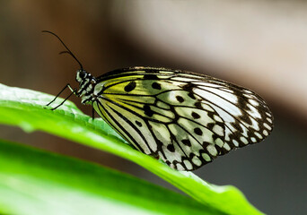 The butterfly on a green leaf