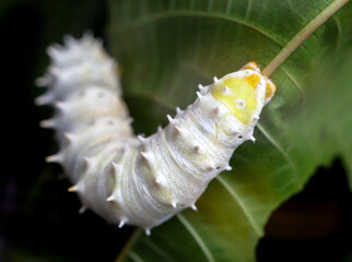 Big white caterpillar on a leaf