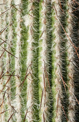 Cactus, side view, close up