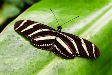 The Stripped Butterfly, on a green leaf