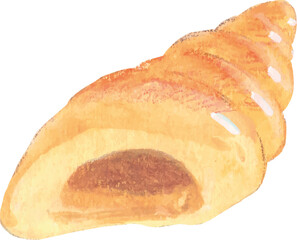 seashell isolated watercolor png