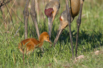 Sandhill Cranes Feeding Colt